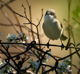 Blackcap warbler perched