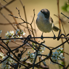Blackcap warbler perched
