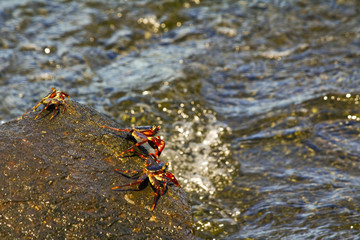 Fiddler crab - africa, madagascar