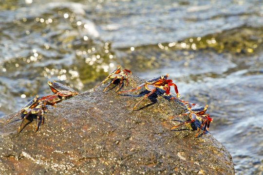 Fiddler crab - africa, madagascar