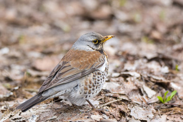 blackbird rowan on a branch