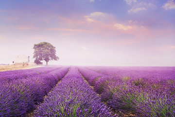 lavender field with chapel and tree