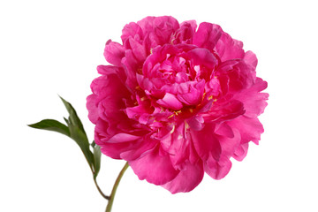 Color magenta peony isolated on white background.