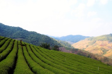 Tea plantation view in Chiang Rai,Thailand