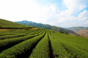 Fototapeta na wymiar Tea plantation view in Chiang Rai,Thailand