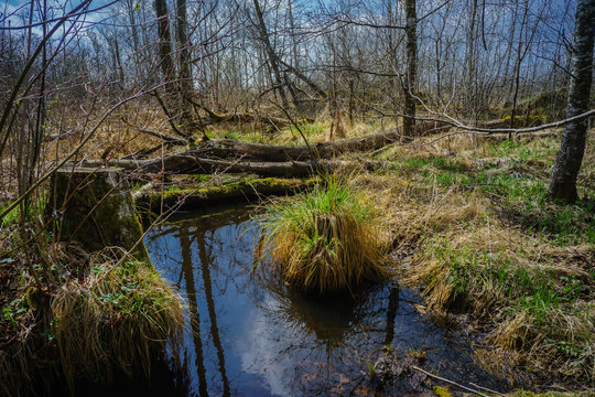 Biotop mitten im Wald mit Wassertopf und Grasb&uuml;scheln, D, Baden-W&uuml;rttemberg, Oberschwaben, Bad Wurzach, Naturschutzgebiet, Wurzacher Ried