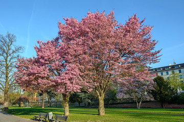 Sakura flowers blooming. Beautiful pink cherry blossom