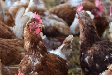 Chickens in soil