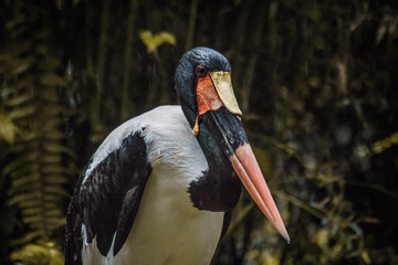 Stork