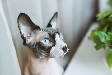 Canadian hairless sphinx cat sits near window sill with houseplants in front of a window and looks to the window
