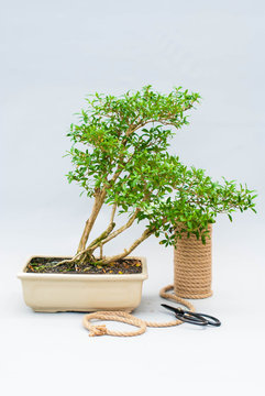 Bonsai on a light gray background. Bonsai with scissors and twine. Homemade plant on a gray background.