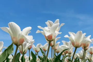 Cercles muraux Tulipe white tulips field with sky