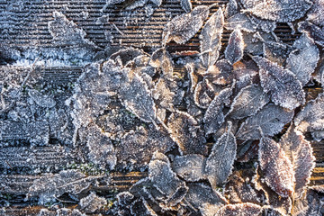 Herbstlaub überzogen mit Eis und Frost