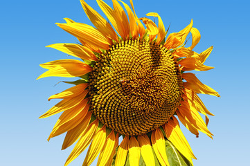 sunflower with bright blue sky