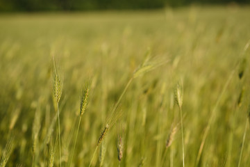 Spikes maturing wheat highlights the evening sun