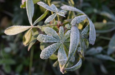 Autumn frost