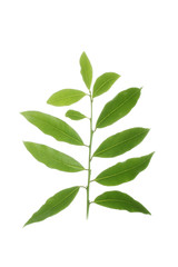 branch of laurel  isolated