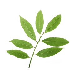 Fototapeta premium branch of laurel isolated