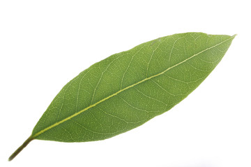 leaf of laurel  isolated