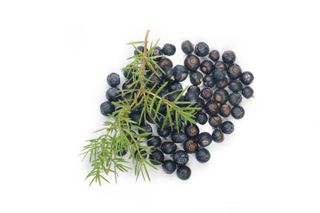 juniper berries isolated