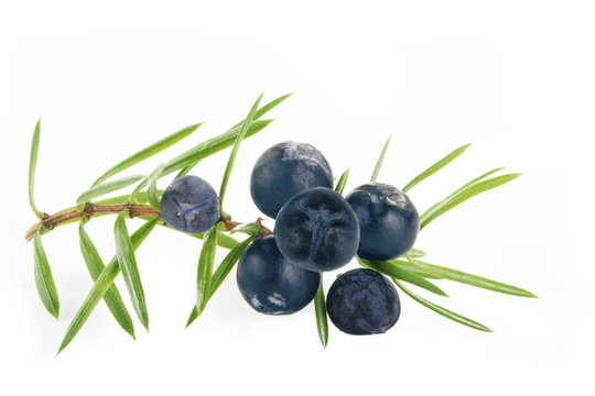 Fototapeta juniper berries isolated