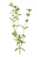 branch of thyme isolated