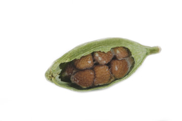 pod of green cardamom isolated