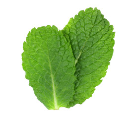 Mint leaf green plants isolated on white background, peppermint aromatic properties of strong teeth