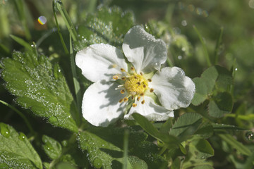 Drops of morning dew on strawberry flowers