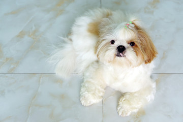 Cute Dog - Shih tzu puppy sit down waiting for its owner