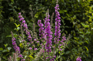 Obraz premium Lavender