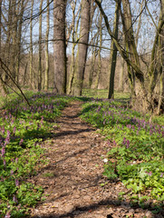 Fototapeta na wymiar Spring forest in Litovelske pomoravi, Czech Republic