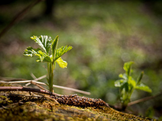 Sprouting plant in the spring