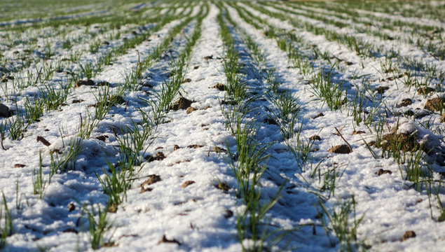 Small plants covered with snow