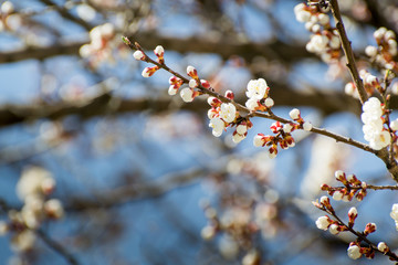 Apricot flowers