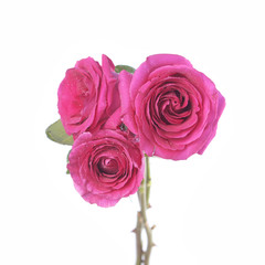 pink rose flowers bouquet