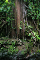 Banyan tree in the jungles of Sumatra