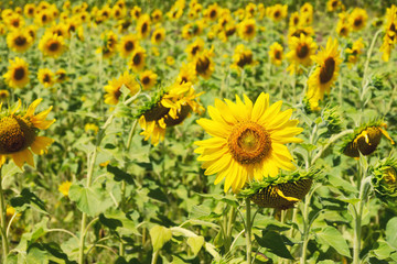 Sunflower field. Agricultural background