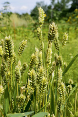 Weichweizen, Weizen, Getreide