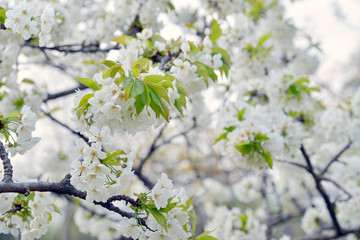 Ciliegio in fiore 