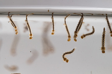 gnats; mosquitoes; larvae,Mosquito larvae in dirty water