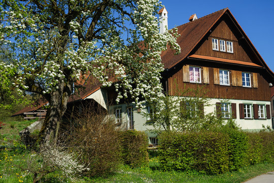 D, Bayern, Bodensee, Fr&uuml;hling mit Baumbl&uuml;te am Bodensee, Bodenseehinterland um Unterreitnau