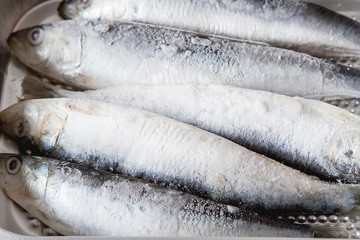 Frozen sardines. Cornish. For grill and BBG. Dark background.