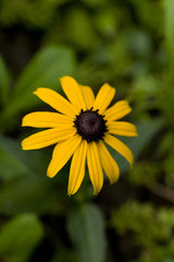 Gelber Sonnenhut - Ecchinacea