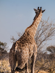 Giraffe in the Etosha National Park, Namibia