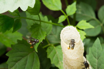 The small insects in tube, Trigona laeviceps .(Stingless Bee) honey