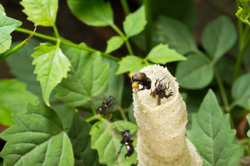 The small insects in tube, Trigona laeviceps .(Stingless Bee) honey