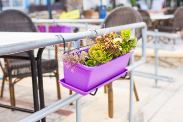Colored potted plants