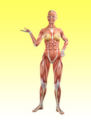 Female muscle anatomy 3D Illustration