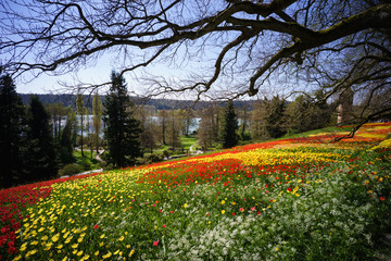 Blick über Blütenmeer zum See, bunte, leuchtende Wiese voller blühender Tulpen. Tulpenblüte (D,...